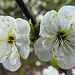 20230420 0045CPw [D~LIP] Mirabelle (Prunus cerasifera), [Kirschpflaume], Bad Salzuflen