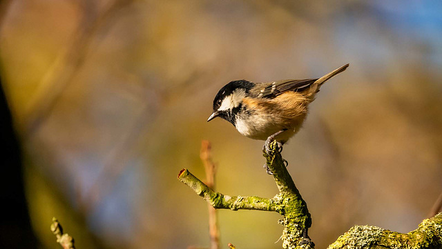 Coal tit