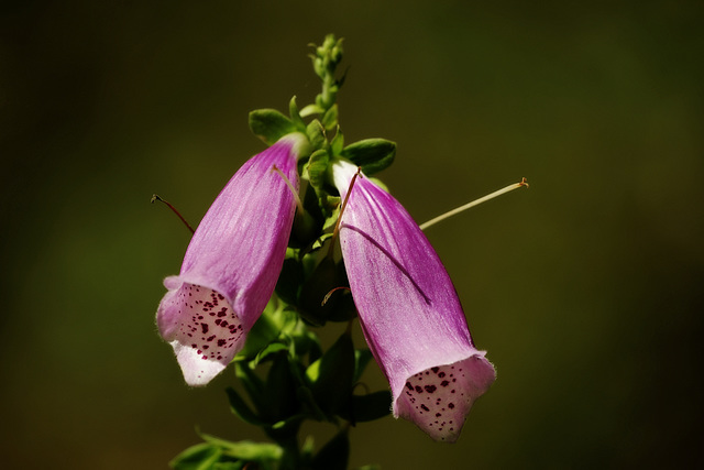 Digitalis purpurea L.