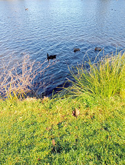 Ducks On A Sunny Lake.