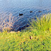 Ducks On A Sunny Lake.