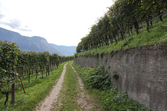 HWW in den Traminer Weinbergen