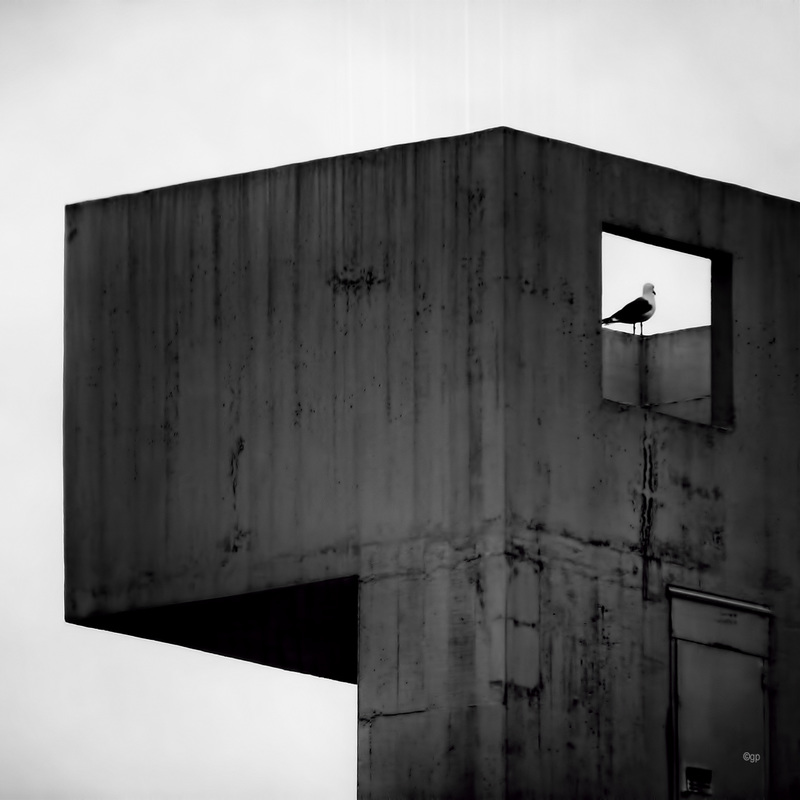 The Pigeon