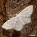 1875 Asthena albulata (Small White Wave) - 2390u