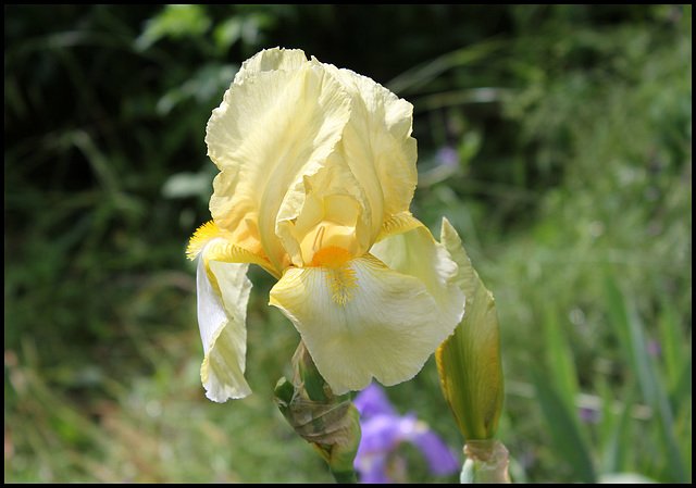 Jaune 1 (3)