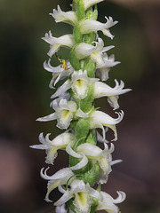 Spiranthes odorata (Fragrant Ladies'-tresses orchid)