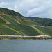 Das Weinbaugebiet Mittelrhein