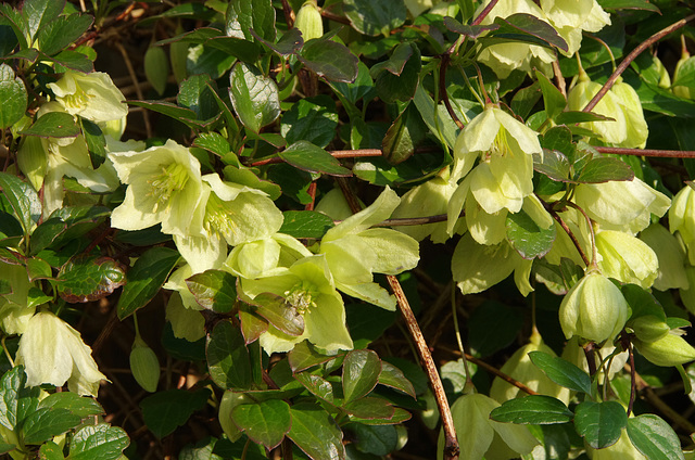 Clematis cirrhosa