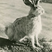 Jackalope—Rabbit with Horns