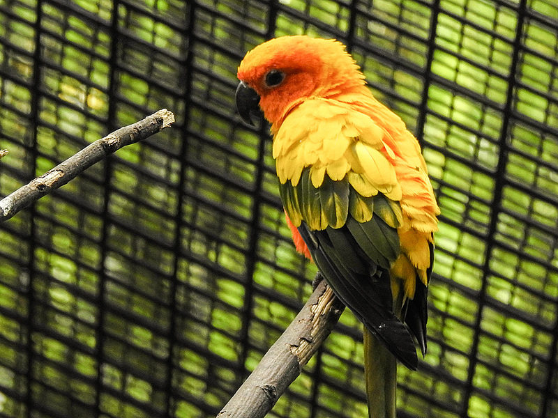 20170615 1926CPw [D~MS] Sonnensittich (Aratinga solistialis), Zoo Münster