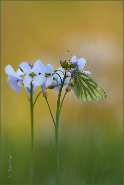 Green-veined White  ~ Klein geaderd witje (Pieris napi)...