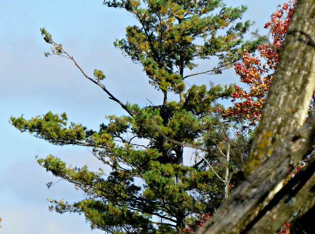 Eagles nest well hidden.