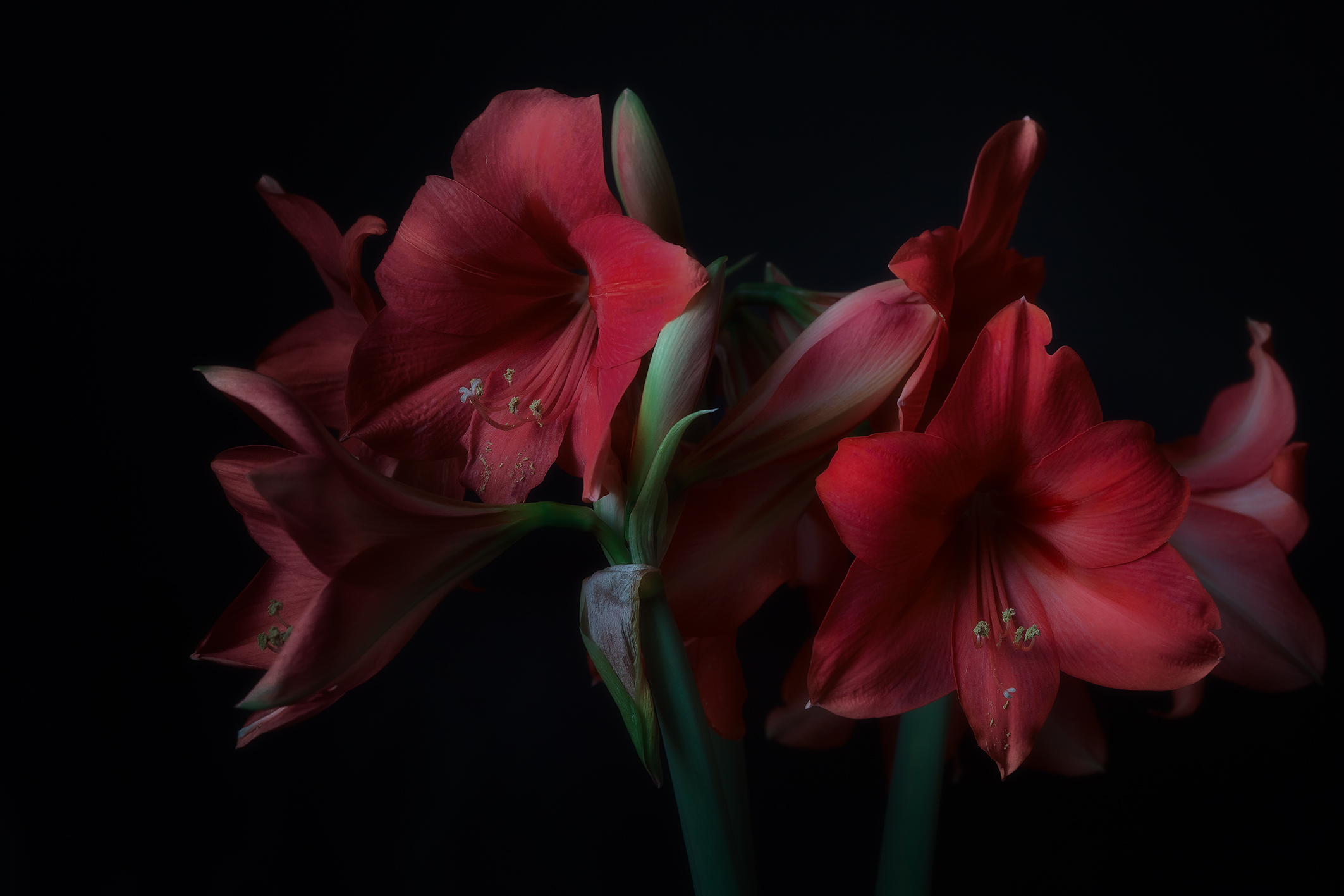 Amaryllis for Pam