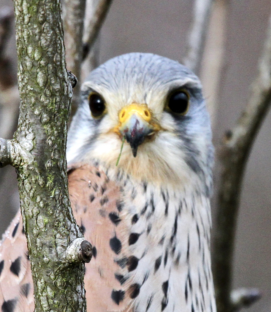 ....voll im Blick (Turmfalke)