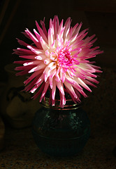 Dahlia Starburst