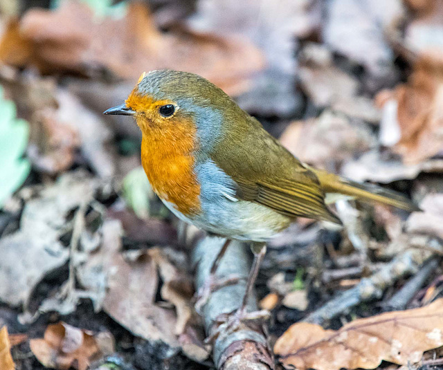 Robin.j vb5pg