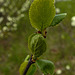 20230420 0046CPw [D~LIP] Mirabelle (Prunus x cerea), Bad Salzuflen