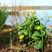 Sumpfdotterblume - (Caltha palustris)