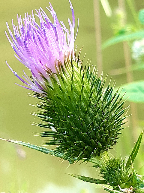 Carduus acanthoides L. Chardon épineux Carduus acanthoides L. Chardon épineux