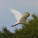 EF7A3854 Cattle Egret
