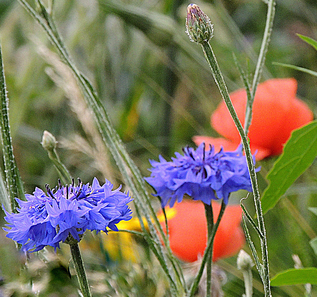 this time prefer blue this time prefer blue