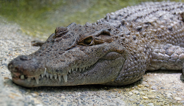 vom Aussterben bedroht: das Philippinen-Krokodil (© Buelipix)