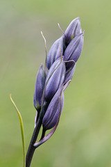 Common Camas