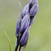 Common Camas