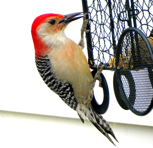 Red-bellied Woodpecker, male