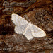 1875 Asthena albulata (Small White Wave)
