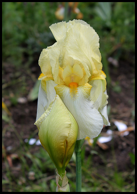 Jaune 1 (4)