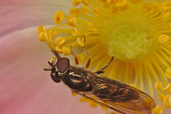 EF7A9478hoverfly