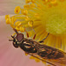 EF7A9478hoverfly