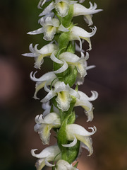 Spiranthes odorata (Fragrant Ladies'-tresses orchid)