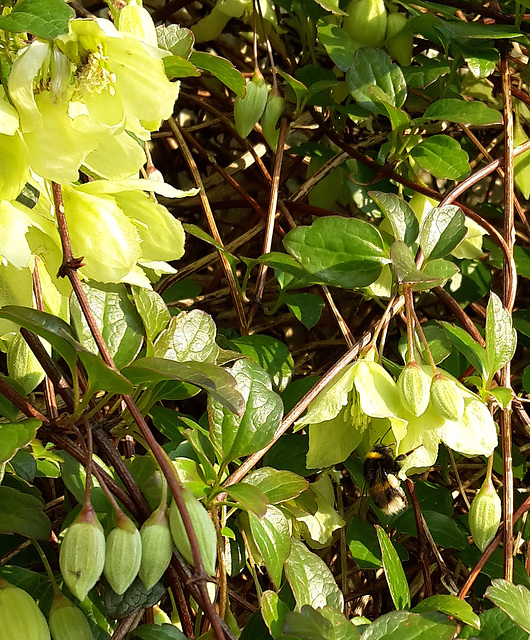 Clematis cirrhosa