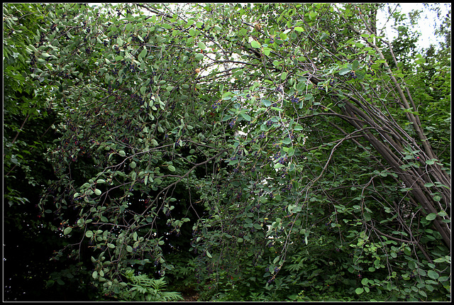 Amélanchier à feuilles ovales -Amelanchier ovalis