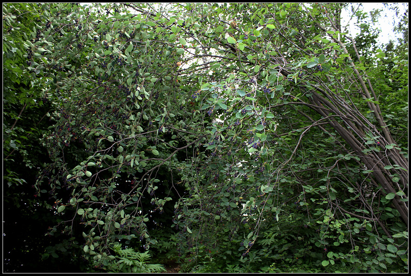 Amélanchier à feuilles ovales -Amelanchier ovalis