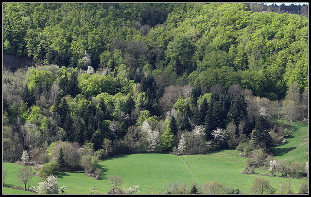 le temps des merisiers  (1)