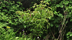 New Himalayan honeysuckle plant just appeared