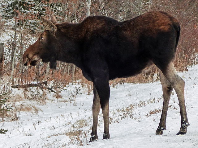 Mom Moose waiting for her youngster