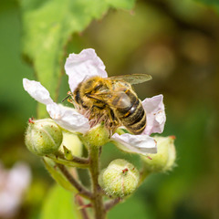 Hony Bee on Rose 14