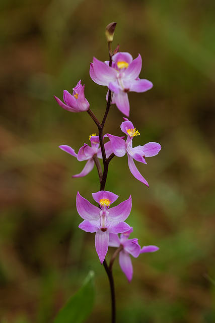 Calopogon multiflorus (Many-flowered Grass-pink orchid)