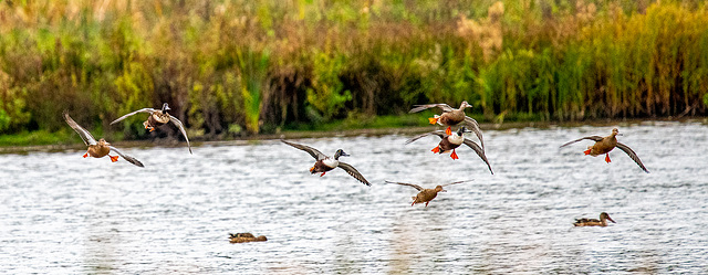 Shoveler ducks arriving