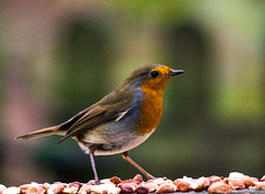 Robin