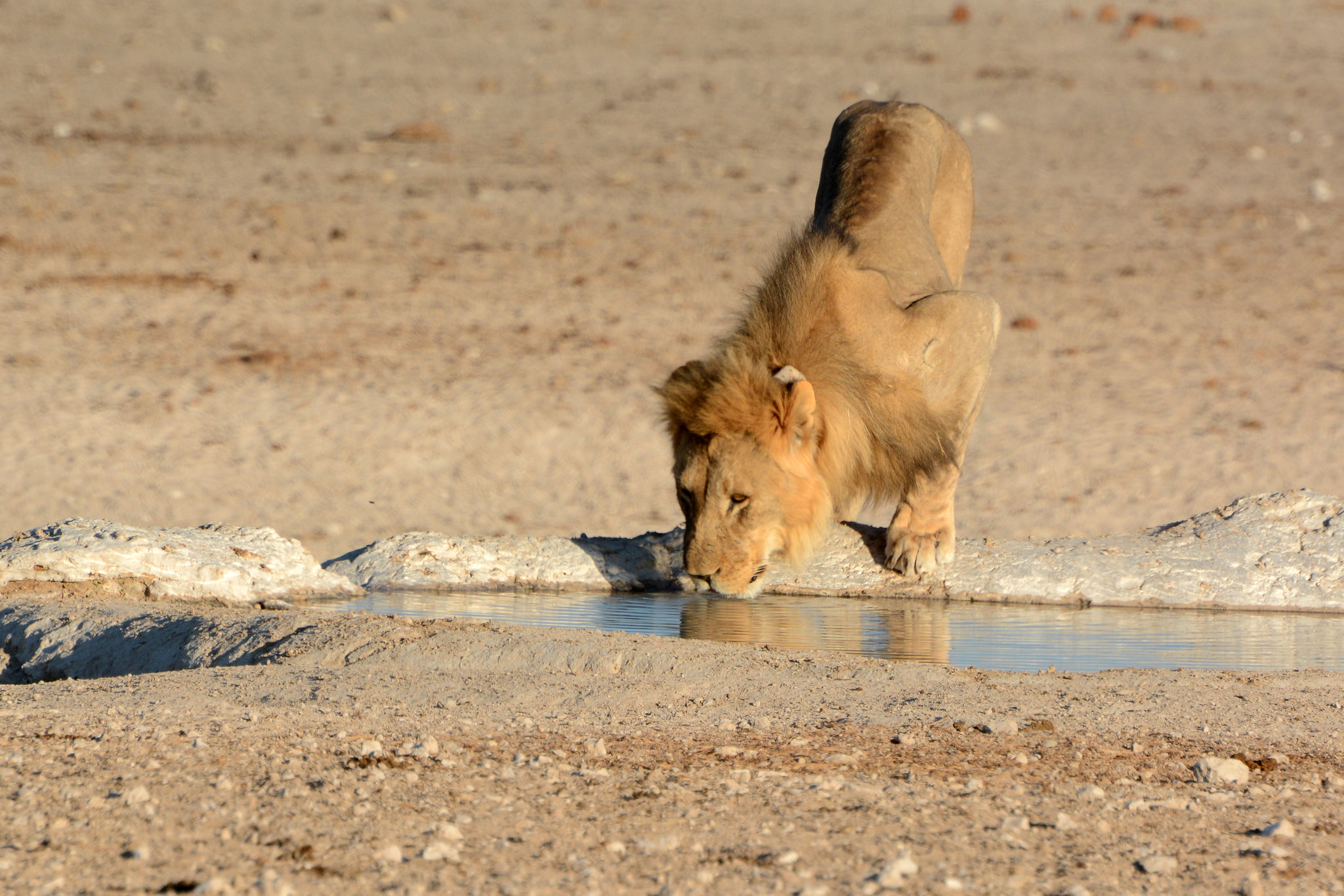 Namibia, Lion at the Watering Hole in Etosha National Park