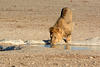 Namibia, Lion at the Watering Hole in Etosha National Park