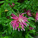 Cactus Dahlia China Town