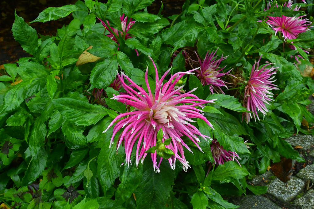 Cactus Dahlia China Town