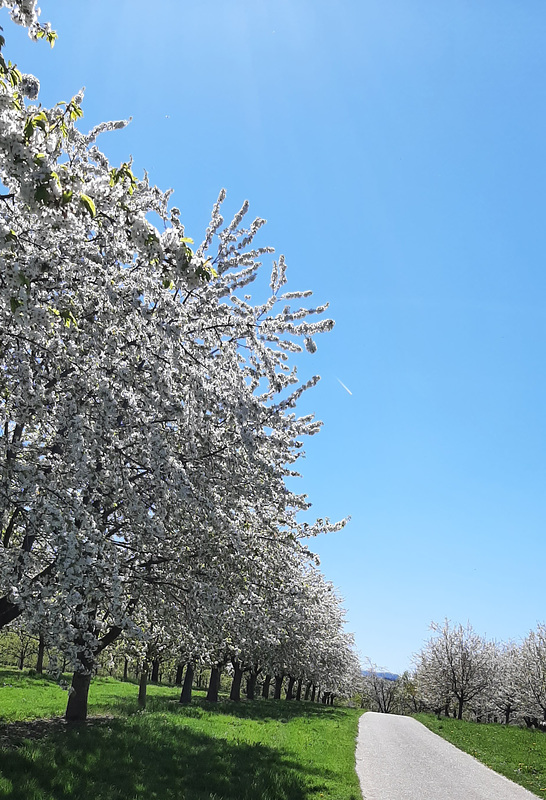 Weg in den Frühling