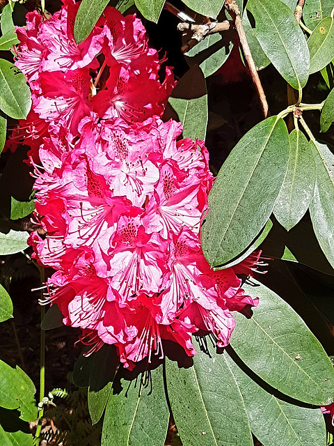 Rhododendron